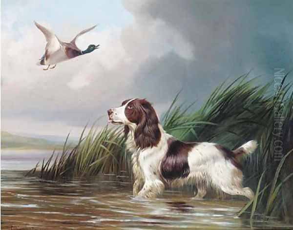 A spaniel putting a mallard up - view 1