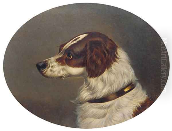 The head of a gundog - view 1