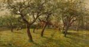 Cattle Grazing By The Cherry Blossom