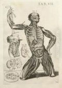Planche Vii Pour Tabulae Anatomicae by Pietro Da Cortona (Barrettini)