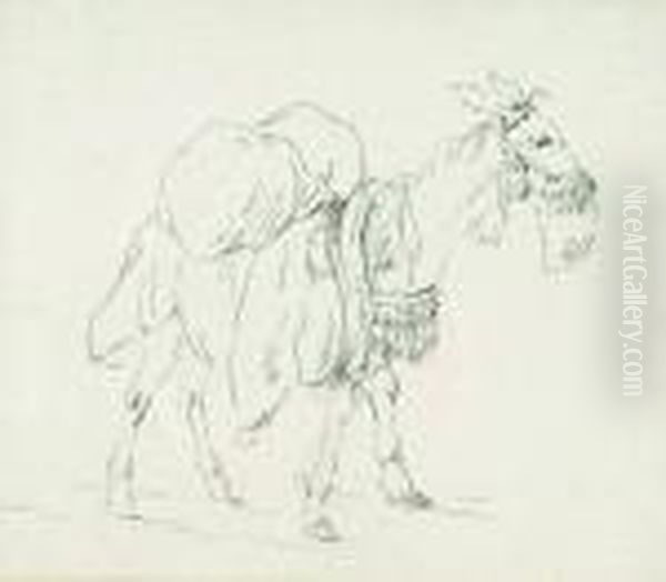 Burro - view 1