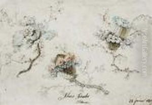 Etude De Fleurs < Ideales > Etude De Fleurs < Ideales >