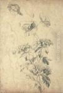 Jete De Fleurs Jete De Fleurs