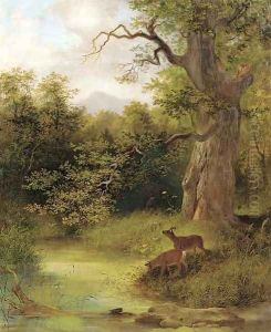 Deer in a park