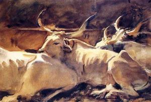 Oxen In Repose