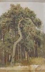 Pinos Mediterraneos