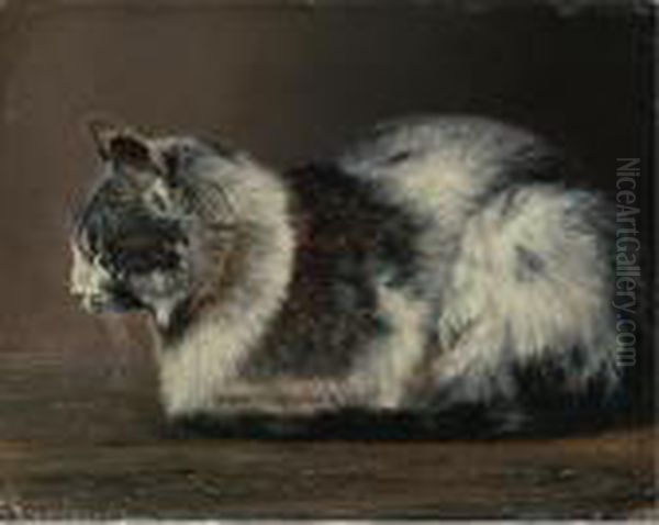 Cat - view 1