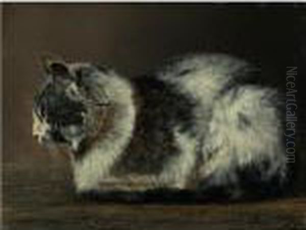 Cat - view 1