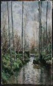 Bosco Con Corso D'acqua Bosco Con Corso D'acqua