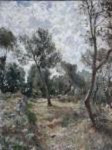 Paesaggio Con Ulivi