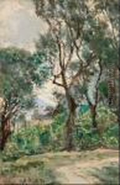 Ulivi A Capri - view 1