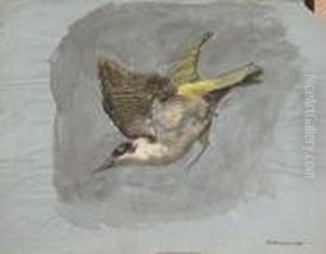 Etude D'oiseau Etude D'oiseau
