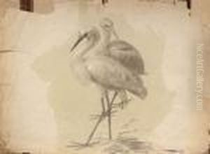 Etudes D'oiseau Etudes D'oiseau