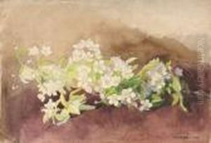 Etude De Seringa En Fleurs