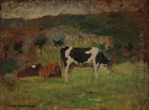 Etude De Vache Normande Etude De Vache Normande