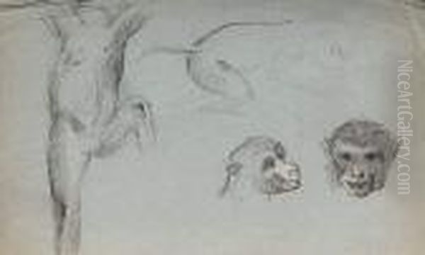 Etudes D'animaux - view 1