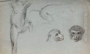 Etudes D'animaux