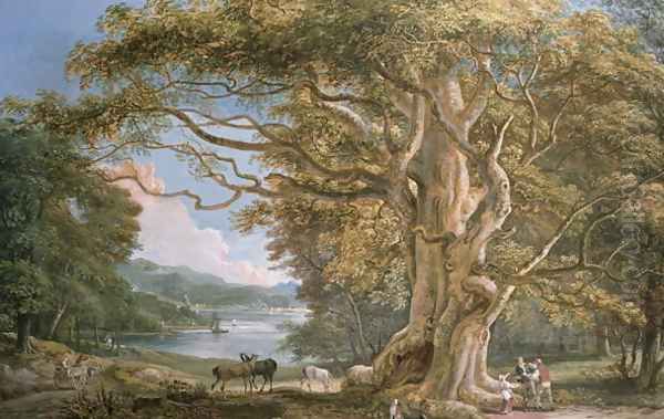 Ancient Beech Tree - view 1