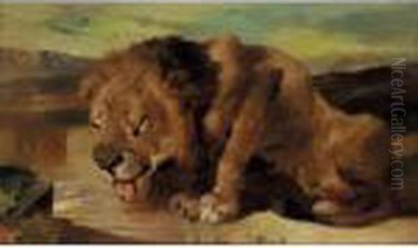 A Lion Drinking - view 1