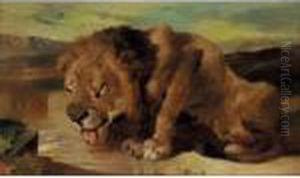 A Lion Drinking