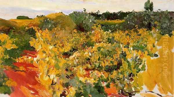 Vineyard, Jerez - view 1