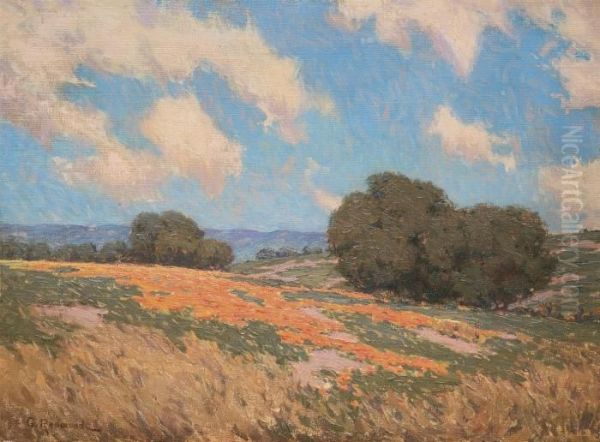 California Poppies - view 1