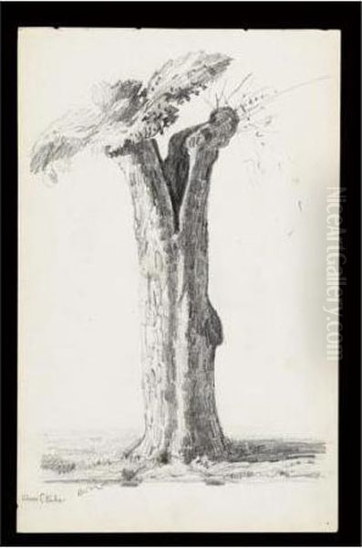 L'arbre Eclate - view 1