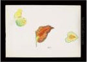 Etude De Feuilles