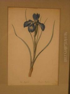 Iris, Planche De La Serie Les Liliacees by Pierre-Joseph Redoute