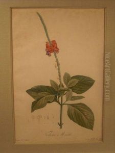 Verveine, Planche De La Serie Les Liliacees by Pierre-Joseph Redoute