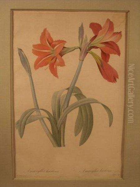 Amaryllis Bresilienne, Planche De La Serie Les Liliacees - view 1
