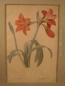 Amaryllis Bresilienne, Planche De La Serie Les Liliacees by Pierre-Joseph Redoute