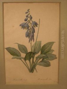 Hemerocalle Bleue, Planche De La Serie Les Liliacees