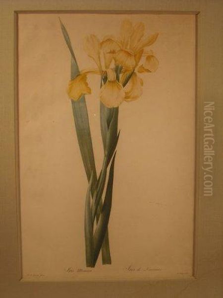 Iris De Lemonnier, Planche De La Serie Les Liliacees - view 1