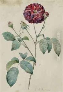 Etude D'une Rose Rouge by Pierre-Joseph Redoute