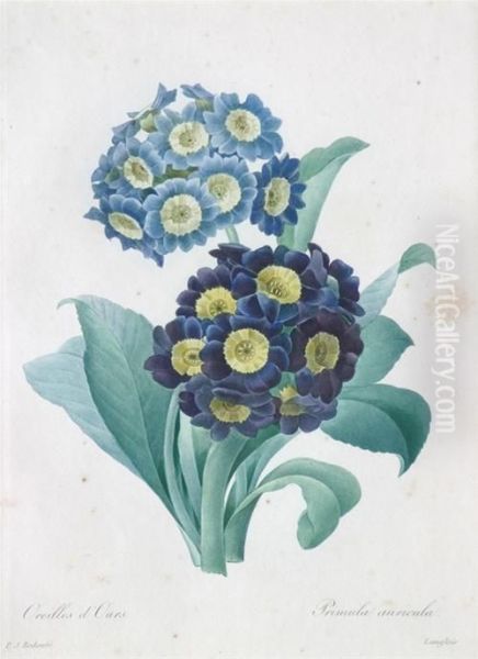 Iris Liphium, Bengale The Hymenee - view 1