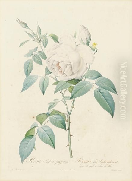 Rosa Pomponia; Rosa Indica, From Lesroses - view 1