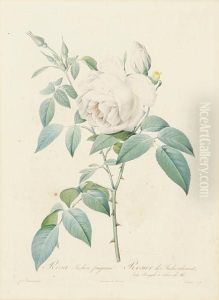 Rosa Pomponia; Rosa Indica, From Lesroses by Pierre-Joseph Redoute