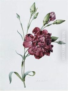 A Carnation by Pierre-Joseph Redoute
