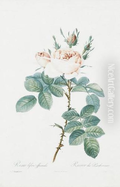 Rosa Bifera Officinalis - view 1