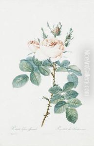 Rosa Bifera Officinalis