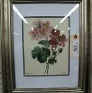 Renowned Belgian Artist by Pierre-Joseph Redoute