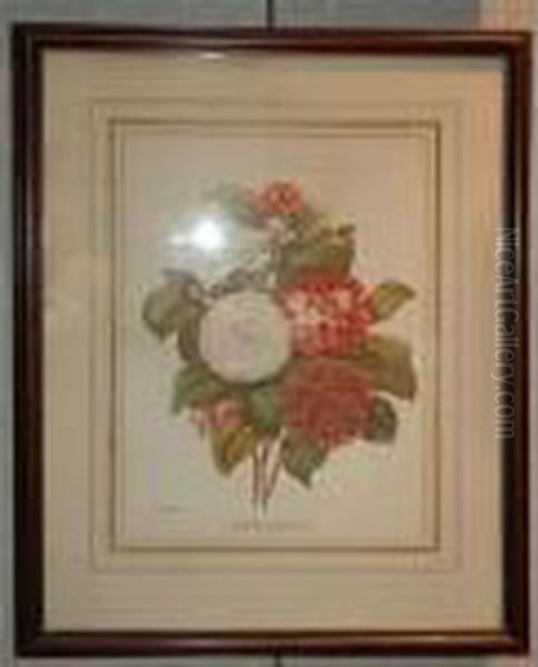 [flower Studies] - view 1