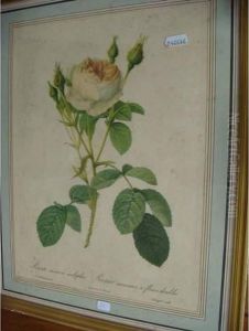 Rose by Pierre-Joseph Redoute