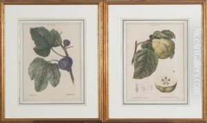 Ficus