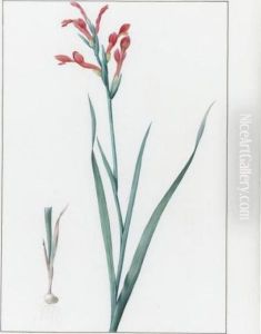 Antholyse Cunonia / Antholyse Papilionacee by Pierre-Joseph Redoute