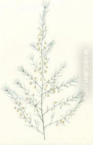 Bromella Karatas
