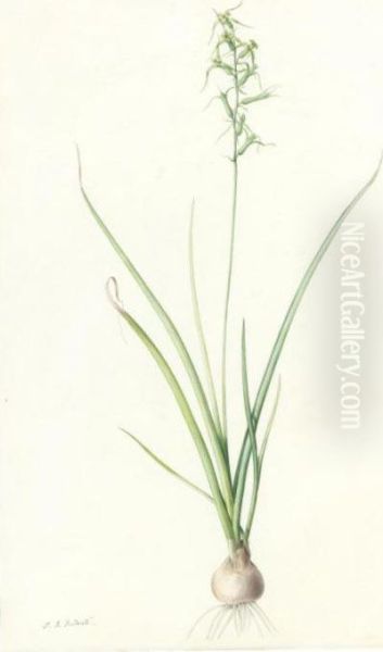 Hyacinthus Viridis - view 1