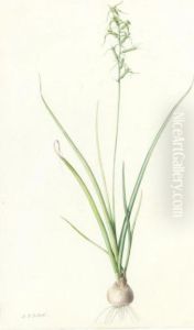 Hyacinthus Viridis