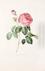 Le Bouquet Royal Oeuvre Posthume De P.j. Redoute. by Pierre-Joseph Redoute